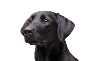 Çok güzel bir Labrador retriever - beyaz arka plan üzerinde izole portresi.