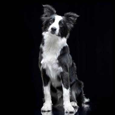 Bir çok güzel kenar kömür ocağı siyah arka plan üzerine oturan stüdyo çekim.