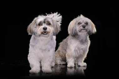 İki sevimli Havanese köpek siyah arka plan üzerine izole - stüdyo çekim.