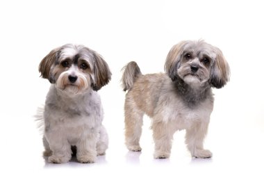 İki sevimli Havanese köpek - beyaz arka plan üzerinde izole stüdyo çekim.