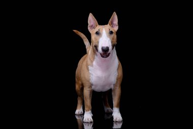 Stüdyo çekim çok güzel bir Mini Bull terrier duran siyah arka plan üzerine.