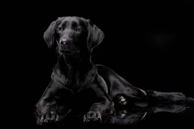 Stüdyo çekim çok güzel bir Labrador Retriever siyah arka plan üzerine yalan.