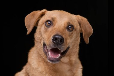 Siyah arka plan üzerine izole bir çok güzel karışık doğurmak köpek - portresi.