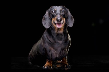 Siyah arka plan üzerine oturan bir çok güzel kısa saç siyah ve tabaklamak dachshund stüdyo çekim.