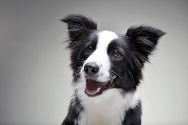Çok güzel bir Border Collie - gri arka plan üzerinde izole portresi.