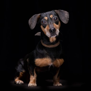 Siyah arka plan üzerine oturan bir çok güzel karışık doğurmak köpek stüdyo çekim.