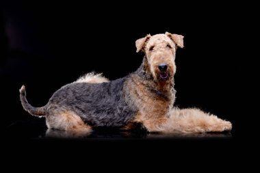 Siyah arka plan üzerine yalan çok güzel bir Airedale terrier stüdyo çekim.