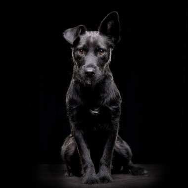 Siyah arka plan üzerine oturan bir çok güzel karışık doğurmak köpek stüdyo çekim.