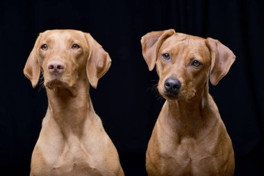 Çok güzel bir Macar vizsla (magyar vizsla) ve siyah arka plan üzerine izole karışık doğurmak köpek - stüdyo çekim.