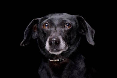 Siyah arka plan üzerine izole bir çok güzel karışık doğurmak köpek - portresi.