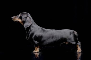 Siyah arka plan üzerine bir çok güzel kısa saçlı dachshund ayakta stüdyo çekim.