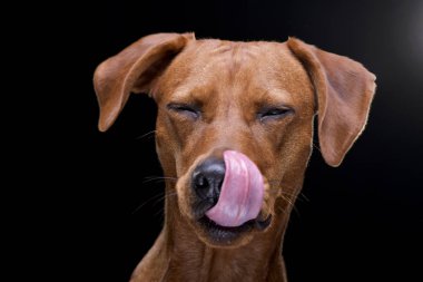 Siyah arka plan üzerine izole bir çok güzel karışık doğurmak köpek - portresi.