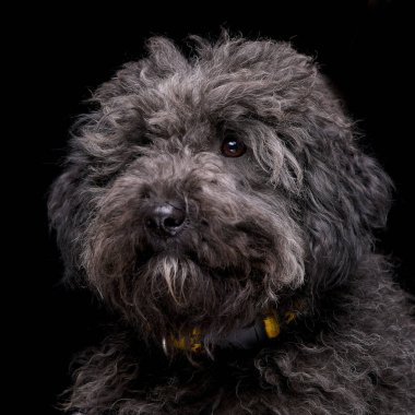 Siyah arka plan üzerine izole bir çok güzel karışık doğurmak köpek - portresi.