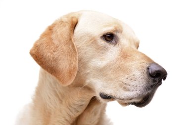Bir sevimli Golden Retriever - beyaz arka plan üzerinde izole portresi.