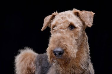 Çok güzel bir Airedale terrier - siyah arka plan üzerine izole portresi.