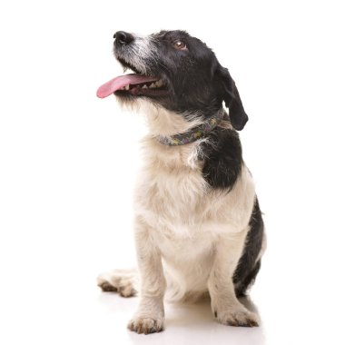 Beyaz arka plan üzerinde oturan bir çok güzel karışık doğurmak köpek stüdyo çekim.