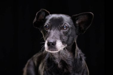 Siyah arka plan üzerine izole bir çok güzel karışık doğurmak köpek - portresi.