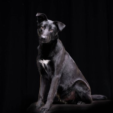 Siyah arka plan üzerine oturan bir çok güzel karışık doğurmak köpek stüdyo çekim.