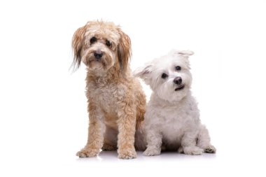 Beyaz arka plan üzerinde oturan iki çok güzel karışık doğurmak köpek stüdyo çekim.