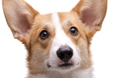 Bir genç, çok güzel Corgie - beyaz arka plan üzerinde izole portresi.