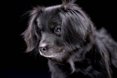Siyah arka plan üzerine izole bir çok güzel karışık doğurmak köpek - portresi.