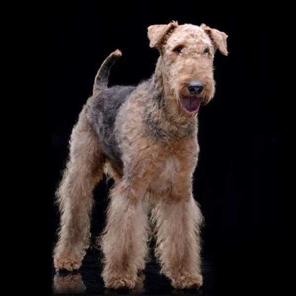 Studio Shot Van Een Schattig Airedale Terriër Staande Zwarte Achtergrond — Stockfoto