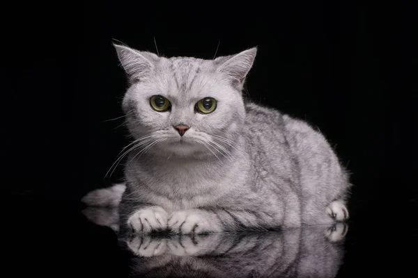 黒の背景に横たわっているかわいいブリティッシュショートヘアの猫のスタジオ撮影 — ストック写真