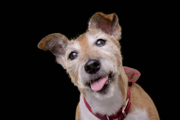 Retrato Viejo Adorable Jack Russell Terrier Aislado Sobre Fondo Negro —  Fotos de Stock