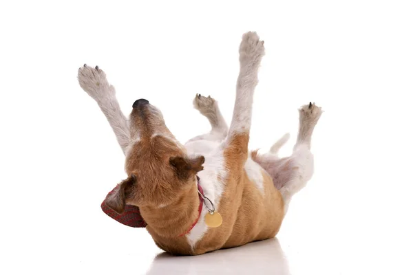 Studio Shot Old Adorable Jack Russell Terrier Lying Her Back — Stock Photo, Image