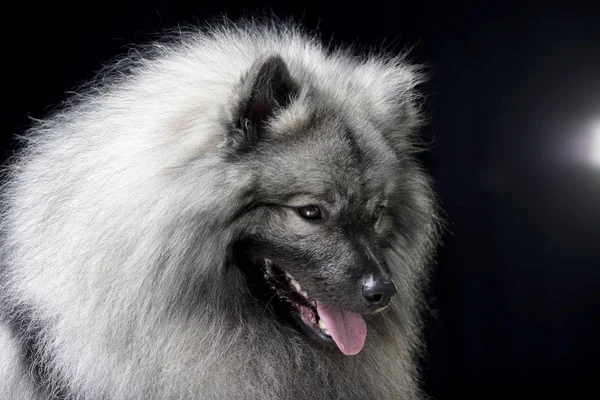 Portrait Adorable Spitz Loup Isolé Sur Fond Noir — Photo