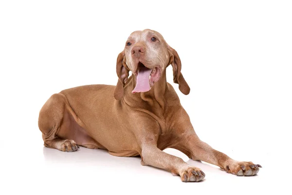 Studio Shot Adorable Hungarian Vizsla Magyar Vizsla Lying White Background — Stock Photo, Image