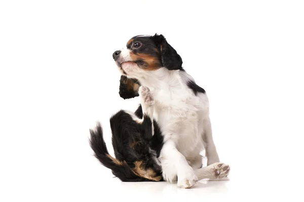 Estudio Adorable Rey Caballero Charles Spaniel Sentado Sobre Fondo Blanco —  Fotos de Stock