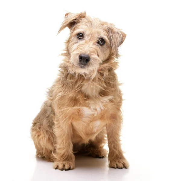 Estudio Perro Raza Mixta Adorable Sentado Sobre Fondo Blanco — Foto de Stock