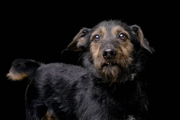 Retrato Perro Raza Mixta Adorable Aislado Sobre Fondo Negro — Foto de Stock