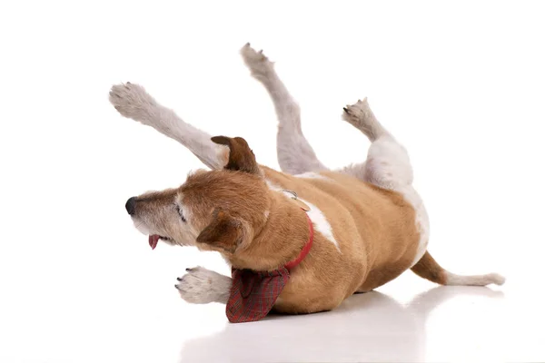 Old Adorable Jack Russell Terrier Getting Isolated White Background — Stock Photo, Image