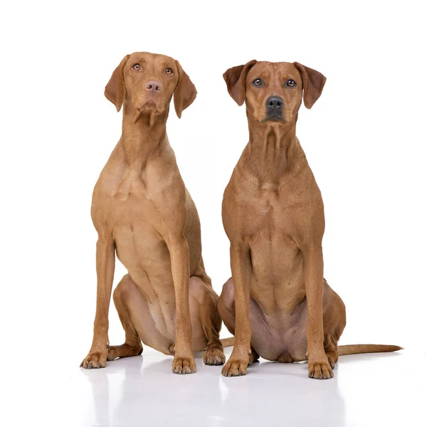 Studio Shot Adorable Hungarian Vizsla Magyar Vizsla Mixed Breed Dog — Stock Photo, Image