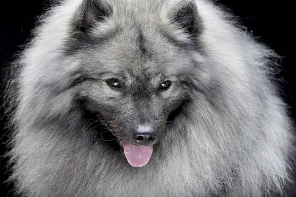 Porträt Eines Entzückenden Wolfsspitzes Isoliert Auf Schwarzem Hintergrund — Stockfoto