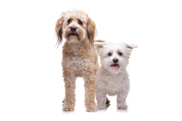 Estúdio Tiro Dois Adorável Mista Raça Cão Fundo Branco — Fotografia de Stock