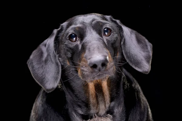 Retrato Perro Raza Mixta Adorable Aislado Sobre Fondo Negro — Foto de Stock