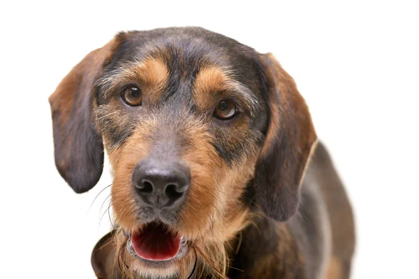 Retrato Perro Raza Mixta Adorable Aislado Sobre Fondo Blanco — Foto de Stock