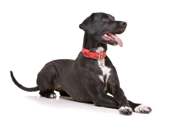 Beyaz arka plan üzerinde yalan bir çok güzel karışık doğurmak köpek stüdyo çekim.