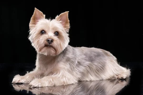 Strzał Studio Adorable Yorkshire Terrier Leżącego Czarnym Tle — Zdjęcie stockowe