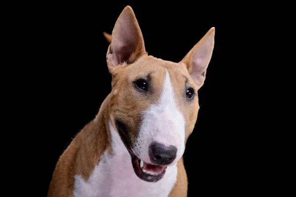 Portrait Adorable Mini Bull Terrier Isolated Black Background — Stock Photo, Image