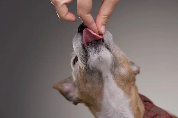 Hand Voeding Van Een Oude Schattig Jack Russell Terrier Geïsoleerd — Stockfoto