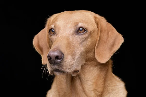 Portræt Yndig Blandet Race Hund Isoleret Sort Baggrund - Stock-foto