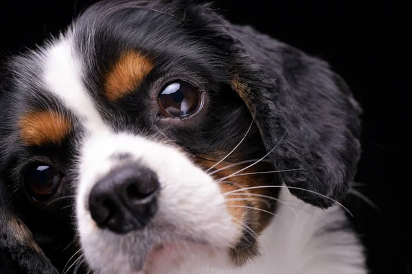 Portret Van Een Schattig Cavalier King Charles Spaniel Islated Zwarte — Stockfoto