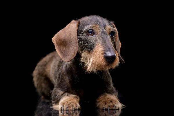 Estúdio Tiro Fio Cabelo Adorável Dachshund Deitado Sobre Fundo Preto — Fotografia de Stock