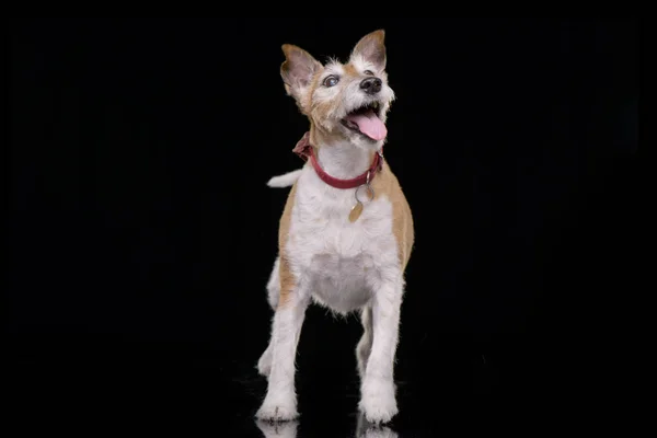 Studio Shot Old Adorable Jack Russell Terrier Standing Black Background — Stock Photo, Image