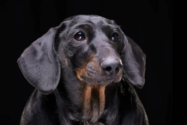 Portret Van Een Schattig Gemengd Rashond Geïsoleerd Zwarte Achtergrond — Stockfoto