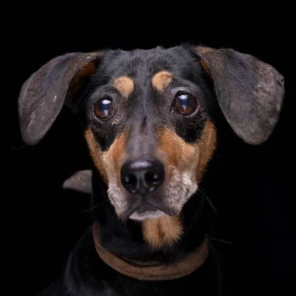 Retrato Perro Raza Mixta Adorable Aislado Sobre Fondo Negro — Foto de Stock
